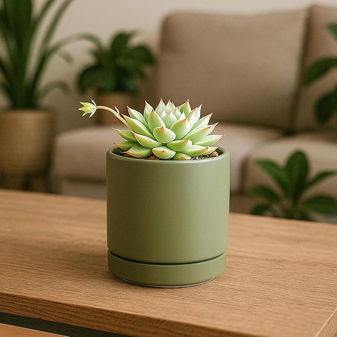 D'vine Dev Set of 4 Small Ceramic Plant Pots, 3.5 Inch Succulent Planter Pot for Plants with Drainage Hole and Saucer, Olive, 94-X-A-0 - Bloomnest
