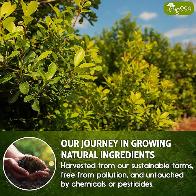 TOG999, Premium 18oz Yerba Mate Tea, Hi-Caffeine, Super-Green Yerba Mate| No Dust| Fresh - Never Aged (Ilex Paraguariensis), Cultivated from Argentina - Rich in Antioxidants and Plant Nutrients. - Bloomnest