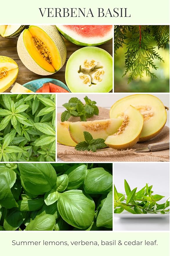 ECO CANDLE CO. Tea Light Candles, Verbena Basil, 10-Pack - Scents of Lemons, Verbena, Basil, & Cedar - Recyclable, 100% Soy Wax, No Lead, Hand Poured, Made from Midwest Grown Soybeans, .6 oz. Each - Bloomnest