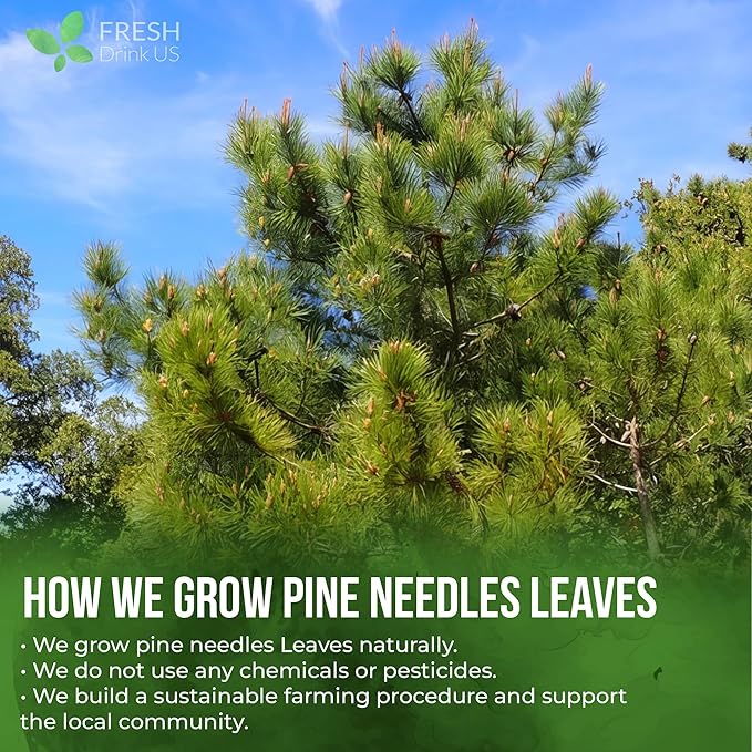FreshDrinkUS, Premium 8oz Pine Needle Leaves Herbal Tea – Dried Loose Leaf Pine Needles – Naturally Fresh & Aromatic Caffeine-Free Herbal Tea. Sugar-Free. Vegan - Bloomnest