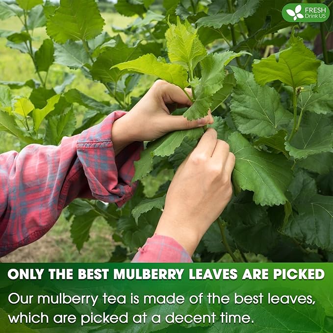 FreshDrinkUS Premium 120 Mulberry Leaf Tea Bags, 100% Natural & Pure. Loose Leaf Herbal Tea. Made with Natural Material Tea Bags. No Sugar, No Caffeine, No Gluten, Vegan - Bloomnest