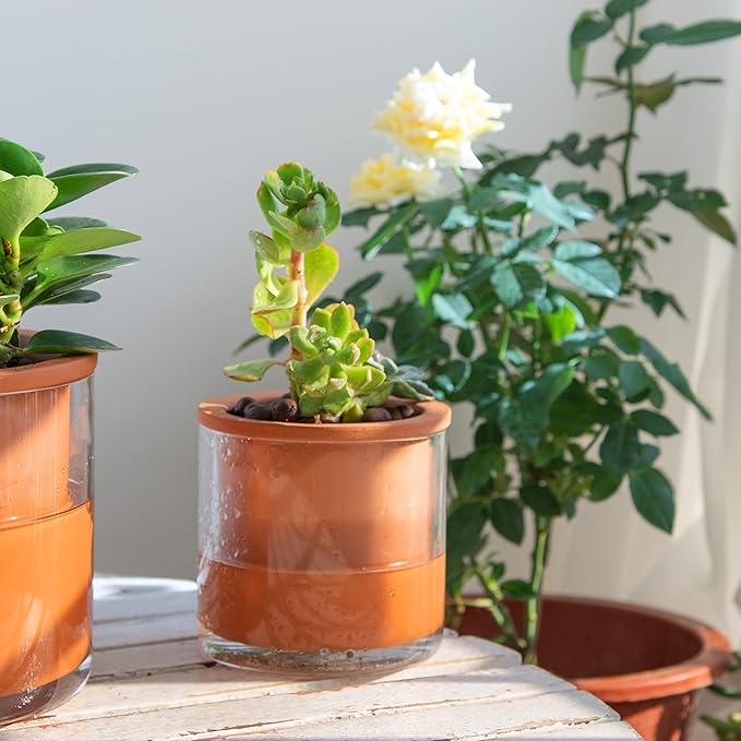 Phoenix Vine 4 Inch 6 Inch Self Watering Plants Pots, Design Terracotta Pots for Plants, Indoor Cylinder Terra Cotta Planter with Glass Vase Set, 51-A-G-46 - Bloomnest