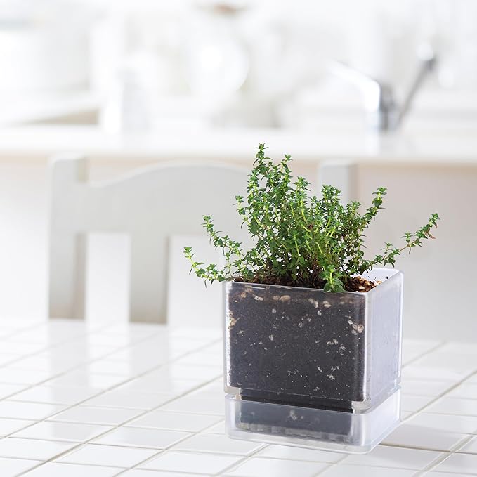 D'vine Dev 4 Inch Herb Planter Pot, Plastic Planter with Drainage Holes and Saucer, Modern Decorative Gardening Pot for Indoor Plants, Flowers, Herbs, Succulents, Clear, Set of 3, 76-Y-D-3 - Bloomnest