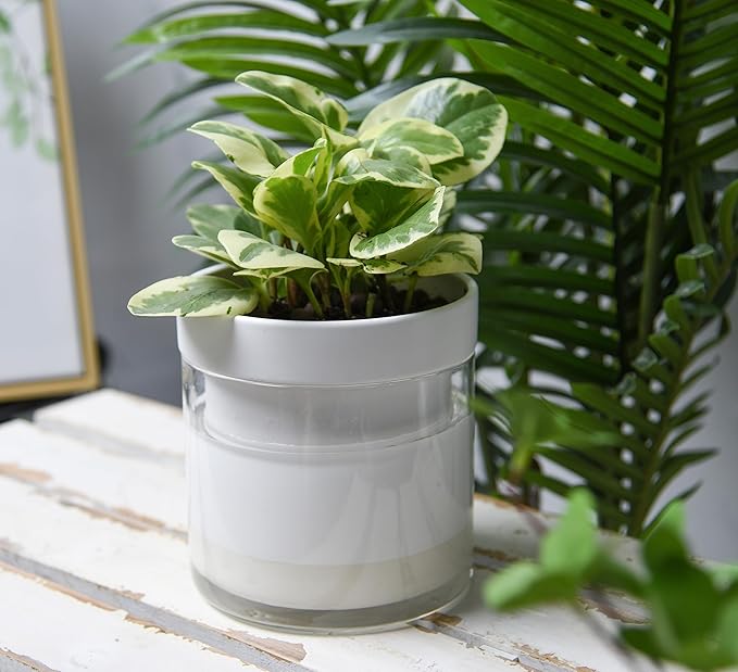 Phoenix Vine 6 Inch Self Watering Planter, White Terracotta Clay Pot with Glass Reservoir for Indoor Plants, Herbs, Flowers, Set of 1, 52-B-F-1 - Bloomnest
