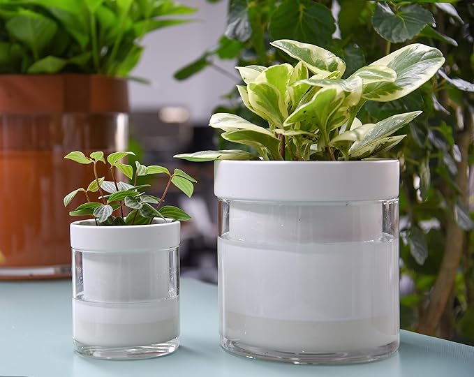 Phoenix Vine 6 Inch 4 Inch Self Watering Planter, White Terracotta Clay Pots with Glass Reservoir for Indoor Plants, Herbs, Flowers, 52-B-G-46 - Bloomnest