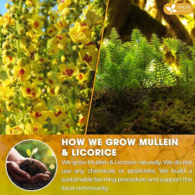 FreshDrinkUS, Premium 75 Mullein Licorice Tea Bags, 100% Natural, Blend of Mullein Leaves, and Licorice Root. Made with Natural Material Tea Bags. No Sugar, Vegan. - Bloomnest