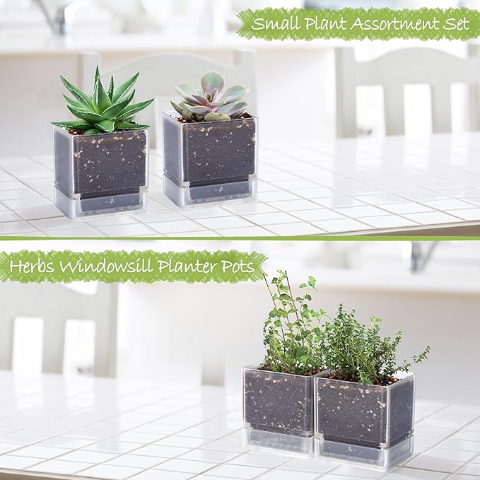 4 Inch Herb Planter Pot, Plastic Planter with Drainage Holes and Saucer, Modern Decorative Gardening Pot for Indoor Plants, Flowers, Herbs, Succulents, Clear, Set of 2, 76-Y-D-2 - Bloomnest