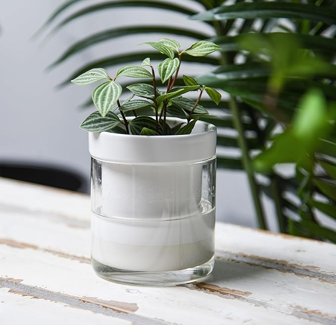 Phoenix Vine 4 Inch Self Watering Planter, White Terracotta Clay Pot with Glass Reservoir for Indoor Plants, Herbs, Flowers, Set of 4, 52-B-E-4 - Bloomnest