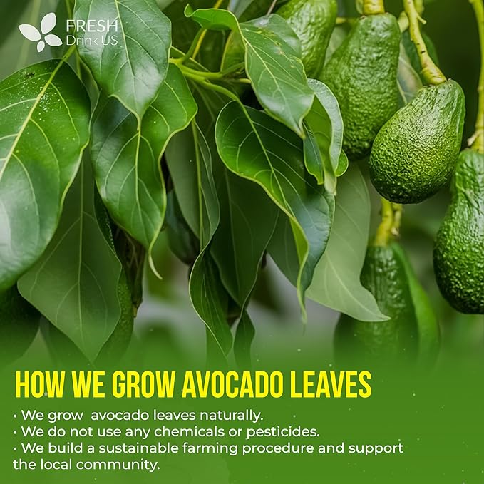 FreshDrinkUS, 120 Avocado Leaves - Loose Leaf - Premium Avocado Leaf Herbal Tea, Caffeine Free Botanical Tea Leaves for Hot or Iced Tea – Natural, Aromatic & Fresh Avocado Leaves - Bloomnest