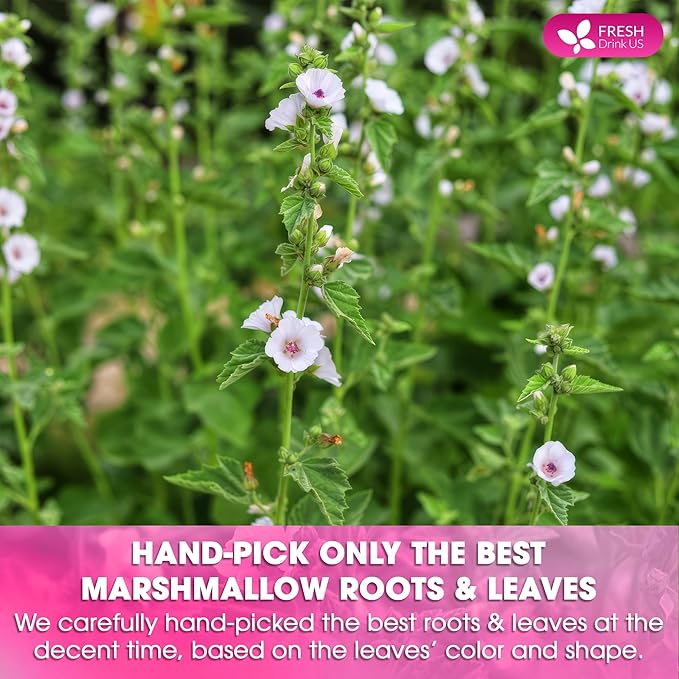 FreshDrinkUS, Premium 75 Marshmallow Root and Leaf Tea Bags, 100% Natural & Pure. Loose Leaf Marshmallow Herbal Tea. Made with Eco-Conscious Tea Bags. No Sugar, No Caffeine, No Gluten, Vegan. - Bloomnest