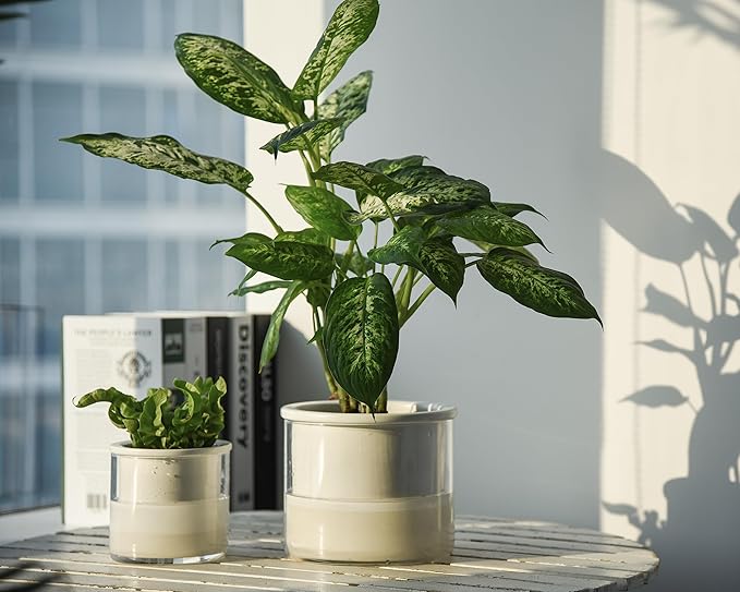 Phoenix Vine 6 Inch 4 Inch Self Watering Planter Pots, Design White Terracotta Pots for Plants, Indoor Cylinder Terra Cotta Pots with Glass Vase Set, 51-B-G-46 - Bloomnest