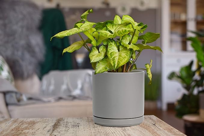 D'vine Dev 6 Inch & 8 Inch Ceramic Planter Pots for Plants with Drainage Hole and Saucer, Medium Plant Pots Set, Grey, 94-G-M-3 - Bloomnest