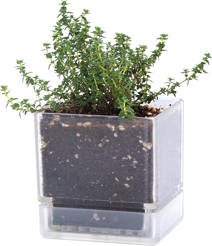 4 Inch Herb Planter Pot, Plastic Planter with Drainage Holes and Saucer, Modern Decorative Gardening Pot for Indoor Plants, Flowers, Herbs, Succulents, Clear, Set of 1, 76-Y-D-1 - Bloomnest