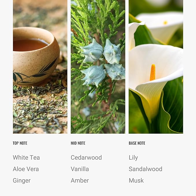 Hotel Collection Diffuser Oil-Dream On Pro-Pod-Aromatherapy Essential Fragrance-Luxury Hotel Inspired-White Tea, Cedarwood & Amber-50ML 1.7 Fl oz - Bloomnest
