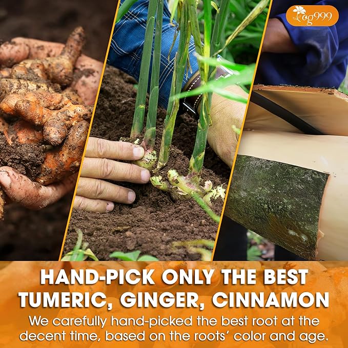 TOG999, Premium 6oz/100 cups Ginger Turmeric Cinnamon Loose Leaf Herbal Tea. Improve Digestion, Support Brain, Weight, Skin and Sleep. Premium Quality Spiced Blend. No Sugar, No Caffeine, No Gluten, Vegan. - Bloomnest