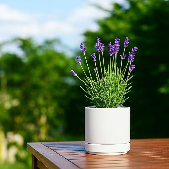 D'vine Dev Set of 4 Small Ceramic Plant Pots, 4.7 Inch Succulent Planter Pot for Plants with Drainage Hole and Saucer, White, 94-X-B-1 - Bloomnest