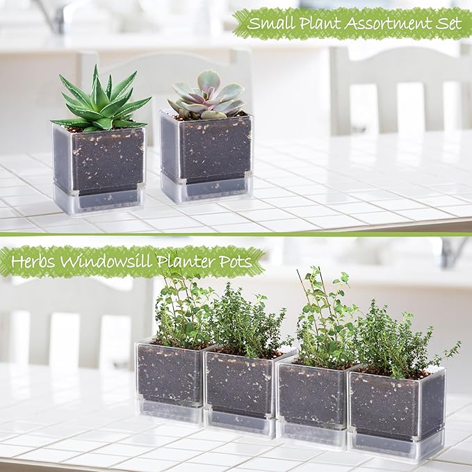 4 Inch Herb Planter Pot, Plastic Planter with Drainage Holes and Saucer, Modern Decorative Gardening Pot for Indoor Plants, Flowers, Herbs, Succulents, Clear, Set of 4, 76-Y-D-4 - Bloomnest