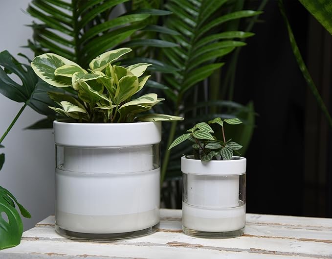 Phoenix Vine 6 Inch 4 Inch Self Watering Planter, White Terracotta Clay Pots with Glass Reservoir for Indoor Plants, Herbs, Flowers, 52-B-G-46 - Bloomnest