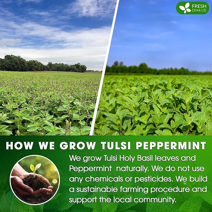 FreshDrinkUS, Premium Tulsi Peppermint Herbal Tea – 135 Tea Bags, 100% Natural, Blend of Tulsi Holy Basil Leaves, and Peppermint Leaves. Made with Natural Material Tea Bags. No Sugar, Vegan. - Bloomnest