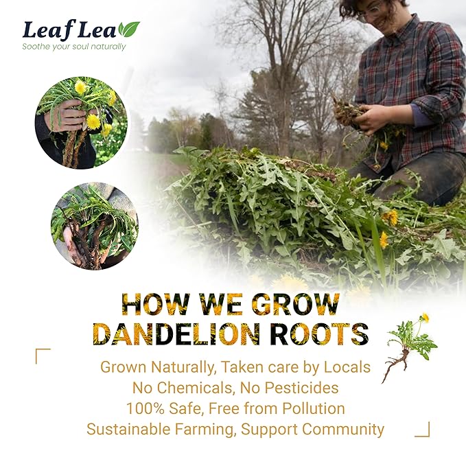 LeafLea 120 Dandelion Root Tea Bags, Dandelion Tea Promotes Healthy Digestion & Immune Function, 100% Natural and Pure from Dandelion Root Herbal Tea, Caffeine-Free, Sugar-Free, Vegan, Pack of 3 - Bloomnest