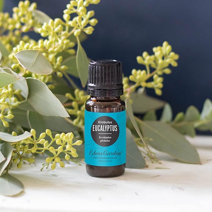 Edens Garden Eucalyptus - Globulus Essential Oil- 100% Pure Premium Grade, Undiluted, Natural, Therapeutic, Aromatherapy, The Best for Diffuser, Candle, Hair, Humidifiers 30 ml (1 fl oz) - Bloomnest