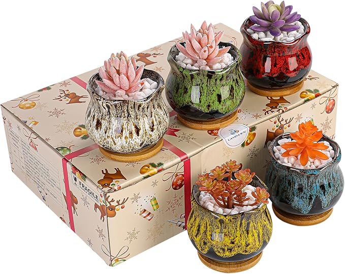 Cute Ceramic Succulent Garden Pots, Planter with Drainage and Attached Saucer, Set of 5 -Plants Not Included (Fambe) - Bloomnest