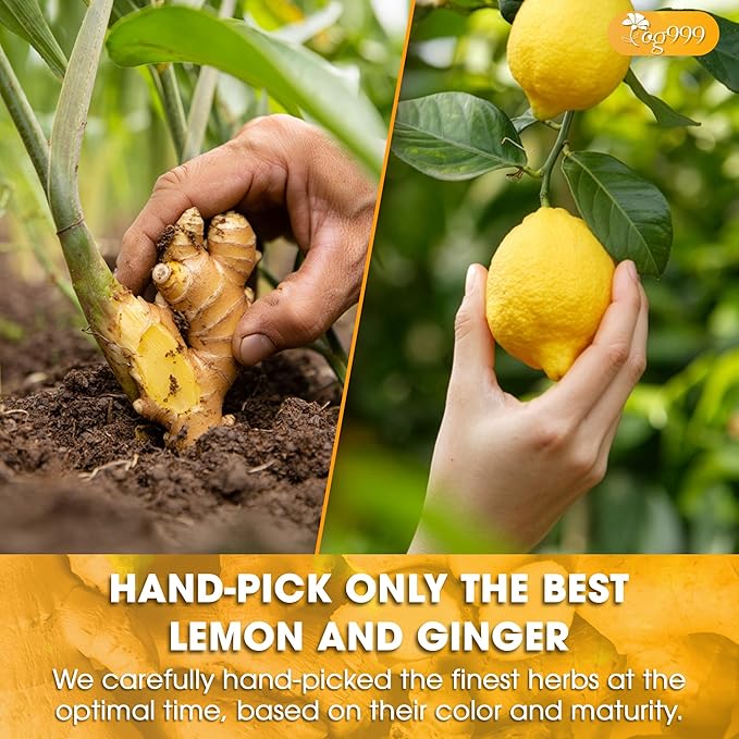 TOG999, Premium Lemon Ginger Tea Bags | 120 Tea Bags | Refreshing Herbal Blend with Bright Citrus & Warming Ginger | Naturally Caffeine-Free | 100% Plant-Based, Sustainably Sourced Herbal Tea - Bloomnest