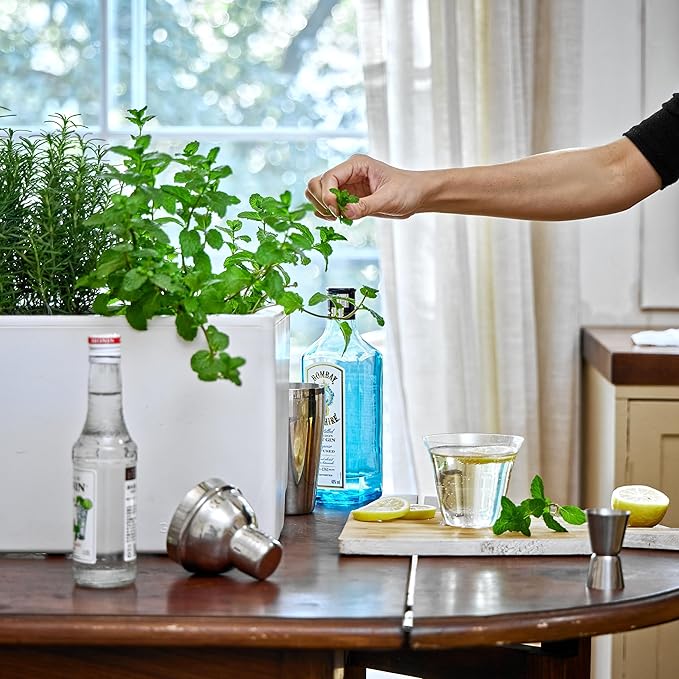 Glowpear Self-Watering Mini Bench Planter - 23.6" in Pot, Free Standing, UV Stable, Scalable, Indoor | Outdoor Pot with Water Gauge, for Home Kitchen Windowsill Gardening - Bloomnest