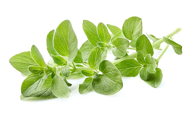 US Organic 100% Pure Oregano Essential Oil - USDA Certified Organic, Steam Distilled (15 ml) - Bloomnest