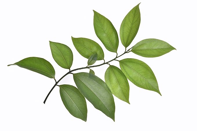 US Organic 100% Pure Cinnamon Leaf Essential Oil - USDA Certified Organic, Steam Distilled - W/Euro Dropper (More Size Variations Available) (15 ml / .5 fl oz) - Bloomnest