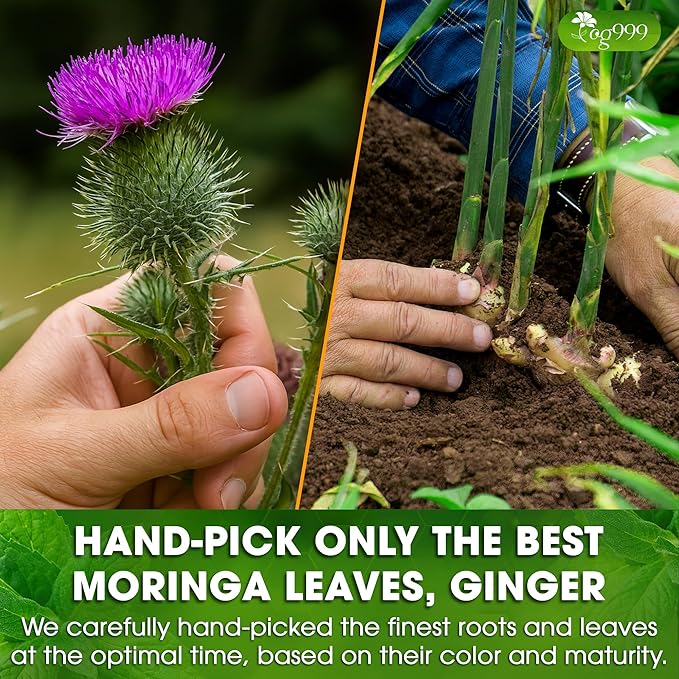 TOG999, Premium Stomach & Liver Herbal Tea – 60 Tea Bags – Milk Thistle Seed, Ginger, Fennel, Peppermint & Licorice – Caffeine-Free – Soothing & Refreshing Herbal Blend for Daily Enjoyment - Bloomnest