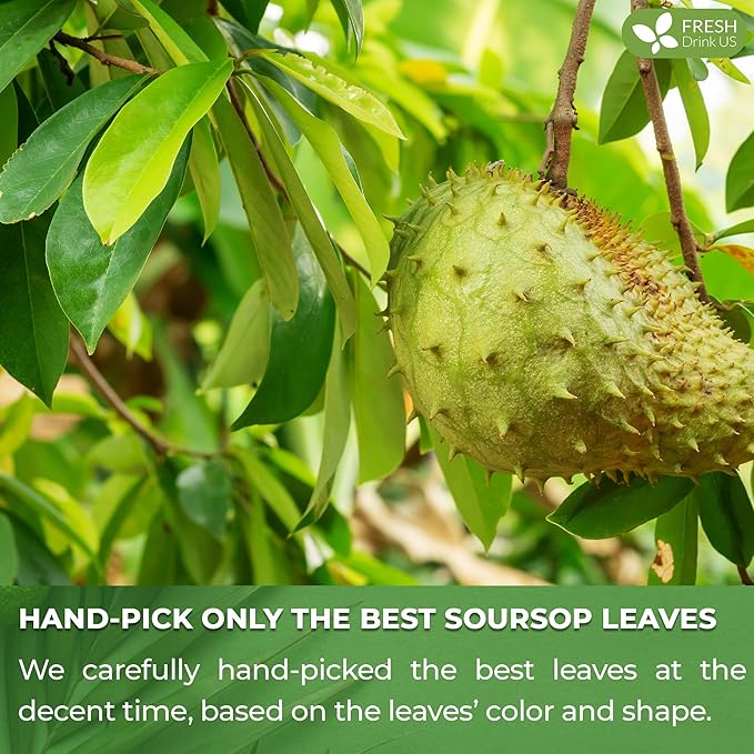 FreshDrinkUS, Premium 75 Soursop Graviola Leaf Tea Bags, 100% Natural and Pure from Soursop Leaves, Handmade, Made With Natural Materials-Corn Fiber Tea Bag, Sugar/ Caffeine/ Gluten Free, Hoja Guanabana Tea - Bloomnest