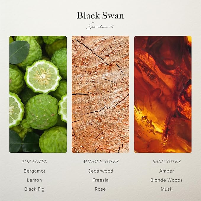 Scentiment - Black Swan Hotel Diffuser Oil | Aromatherapy Home Fragrance | Luxurious Scent with Notes of Blonde Woods, Rose, Black Fig (120 mL) - Bloomnest