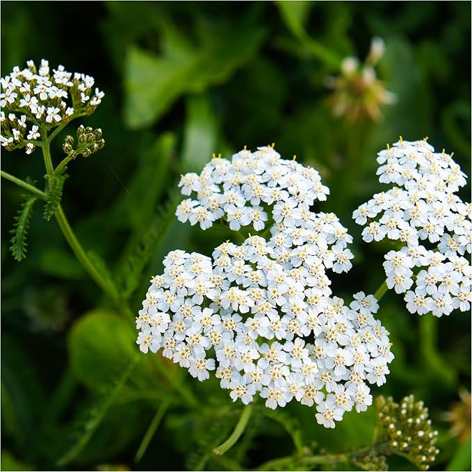 MagJo Naturals Yarrow Leaf & Flower, Dried, Cut and Sifted Achillea millefolium (4 oz) - Bloomnest