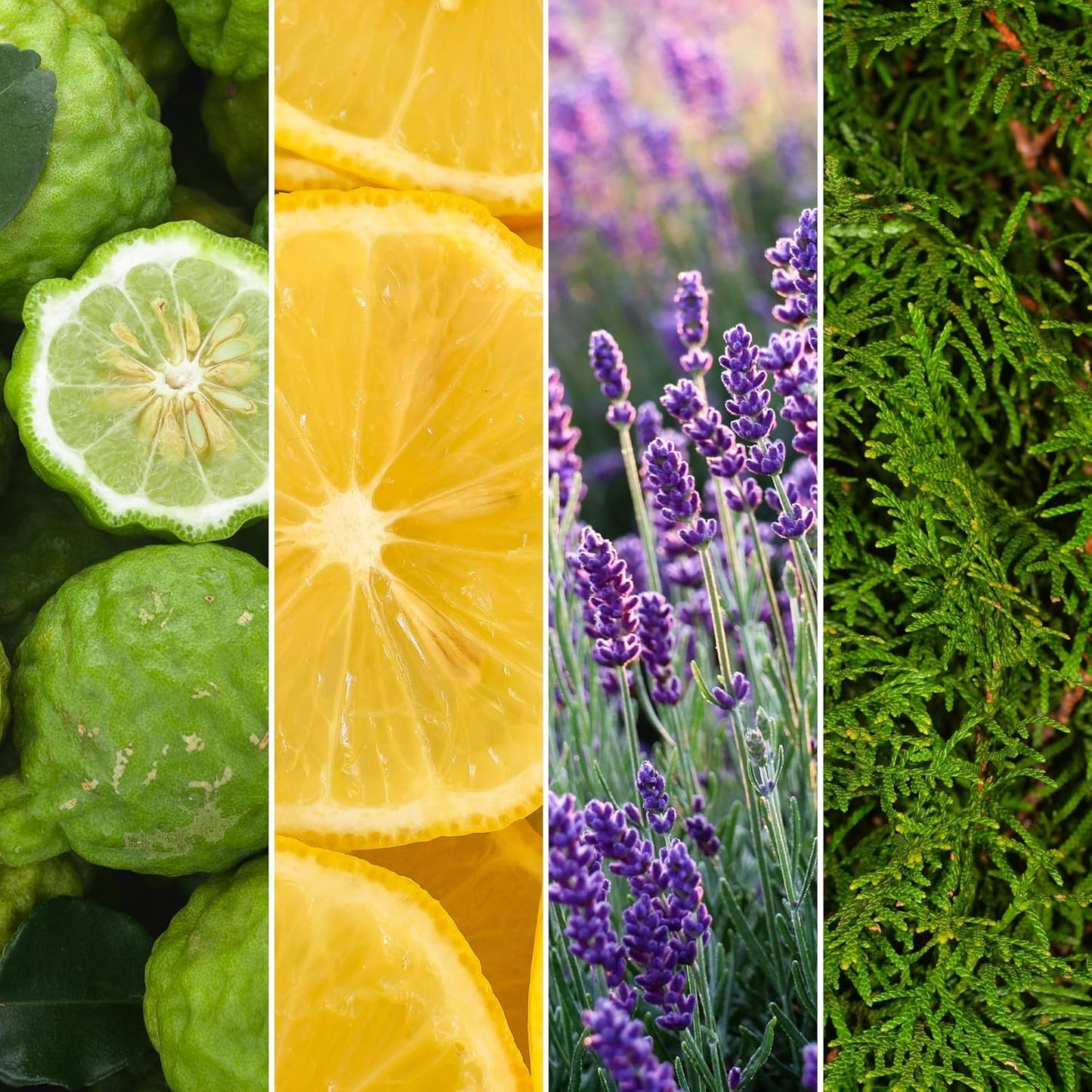 Journeyman Collection Candle, 15oz, Wooden Wick, Bergamot Cypress, Large Painted Jar