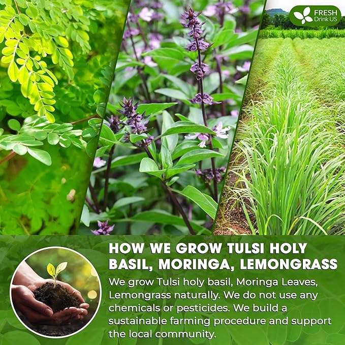 FreshDrinkUS, Premium 55 Tea Bags Tulsi Moringa Lemongrass, 100% Natural & Pure from Tulsi Holy Basil Leaves, Moringa & Lemongrass. Made with Natural Material Tea Bags. No Sugar, No Caffeine, Vegan. - Bloomnest