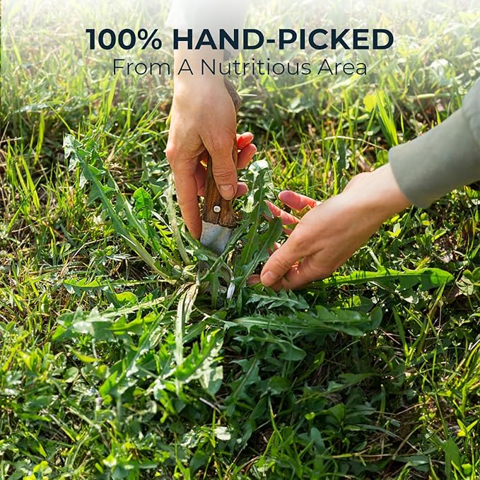 Natural Dandelion Root Tea with Solanum Trilobatum - 55 Count (+5 Tea Bags) - 5.15 oz, Bamboo Tong, Re-Steep Pure Herbal Tea Detox Blend for Strength Balance, Energy Support - Bloomnest