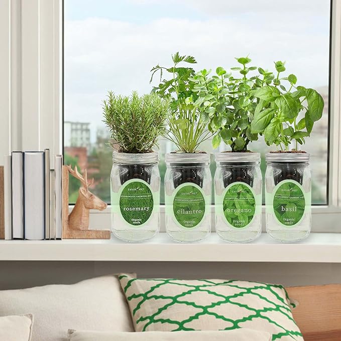 Hydroponic Mason Jar Organic Herb Seed Starter Kits - Mediterranean Herb Mix Growing Kits, Windowsill Herb Garden, Gardening Gift (Rosemary, Cilantro, Oregano, Basil) - Bloomnest