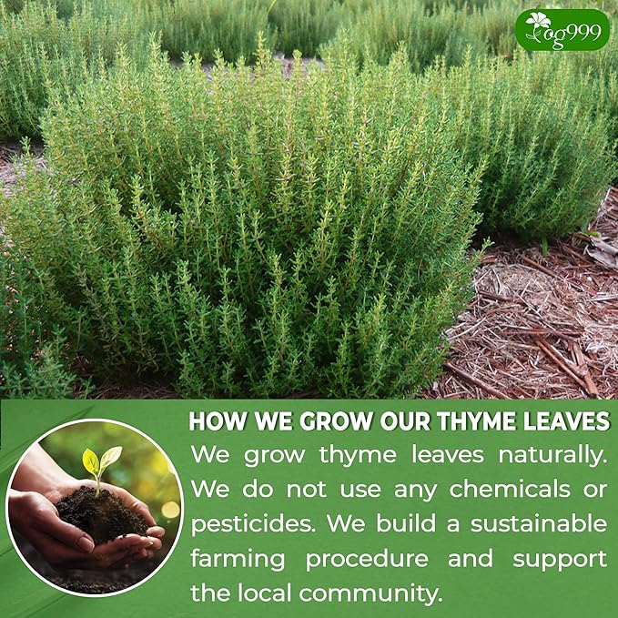 TOG999, Premium 40 Thyme Leaf Tea Bags, 100% Natural & Pure Thyme Leaves. Loose Leaf Thyme Herbal Tea. Thyme Leaf Tea. No Sugar, No Caffeine, No Gluten, Vegan. - Bloomnest