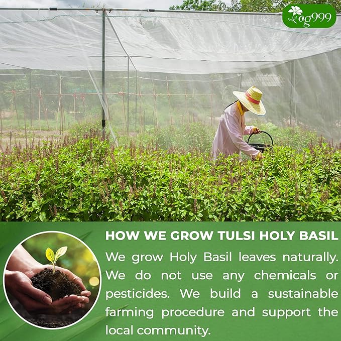 TOG999, Premium 120 Holy Basil Leaf Tea Bags, 100% Natural & Pure Holy Basil Leaves. Loose Leaf Holy Basil Herbal Tea. Holy Basil Leaf Tea. No Sugar, No Caffeine, No Gluten, Vegan. - Bloomnest