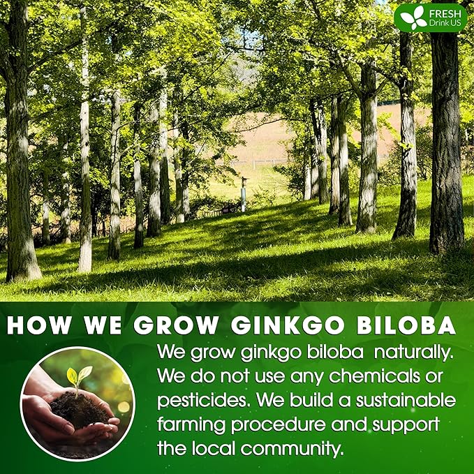 FreshDrinkUS, Premium 30 Ginkgo Biloba Leaf Tea Bags, 100% Natural & Pure from Ginkgo Biloba Leaves. Loose Leaf Herbal Tea. Made with Eco-Conscious Tea Bags. No Sugar, No Caffeine, No Gluten, Vegan. - Bloomnest