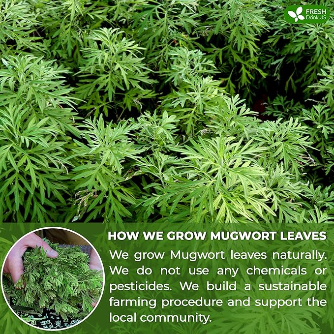 FreshDrinkUS, Premium 90 Mugwort Leaf Tea Bags, 100% Natural and Pure Mugwort Leaves. No Sugar, No Caffeine, No Gluten, Vegan. - Bloomnest