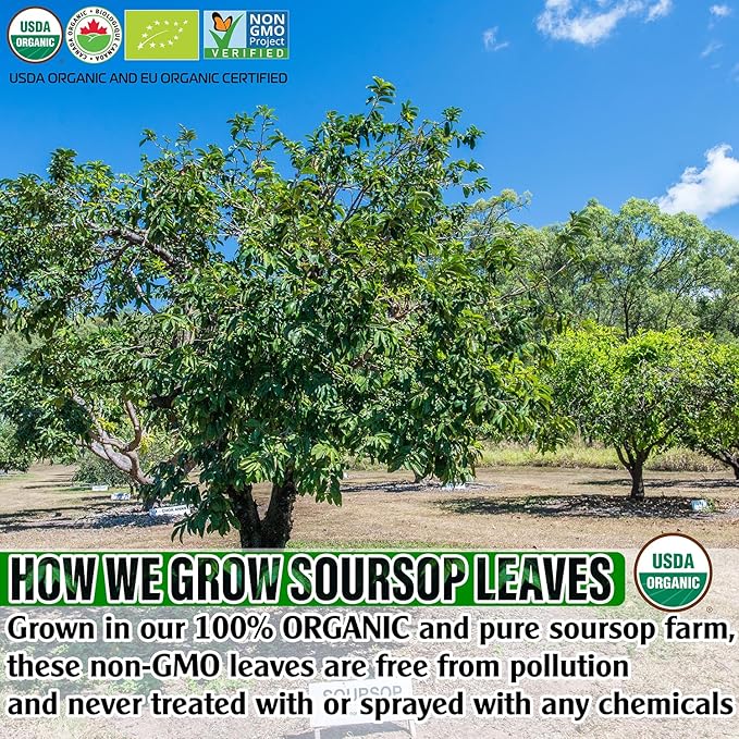 USDA Organic Soursop Leaves Tea Bags, 100% ORGANIC and Pure Soursop Graviola Leaves - Hojas De Guanabana Tea - Non-GMO - Caffeine-free - Improve Digestion, Support Healthy Skin & Sleep, Eco-Conscious Corn Fiber Tea Bags. Organic Graviola Tea - Bloomnest