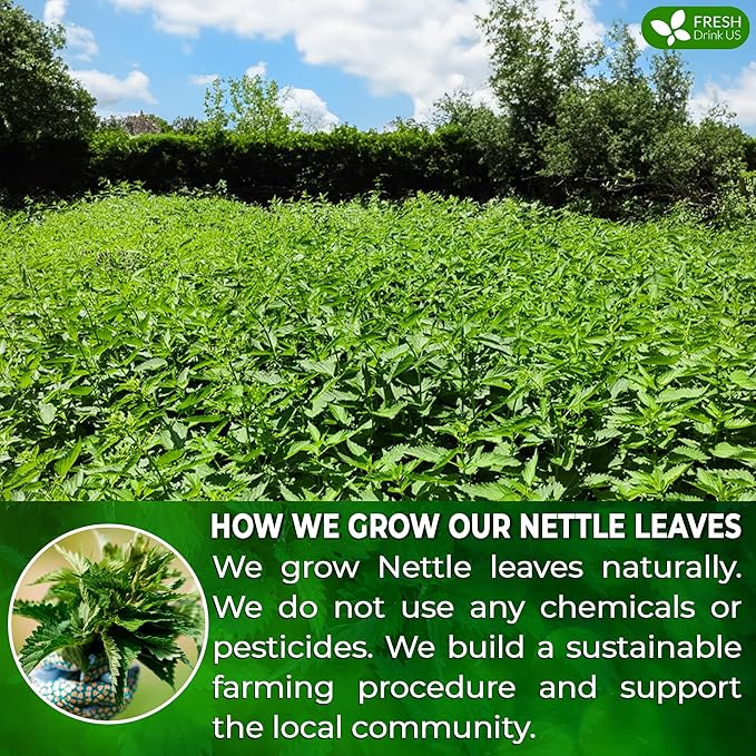 FreshDrinkUS, Premium 135 Nettle Leaf Tea Bags, 100% Natural & Pure, Stinging Nettle Leaf Tea, Nettle Leaf Tea, Burn Nettle, Stinging Nettle, Nettle Tea, Stinger Tea, No Sugar/ Caffeine & Gluten, Vegan - Bloomnest