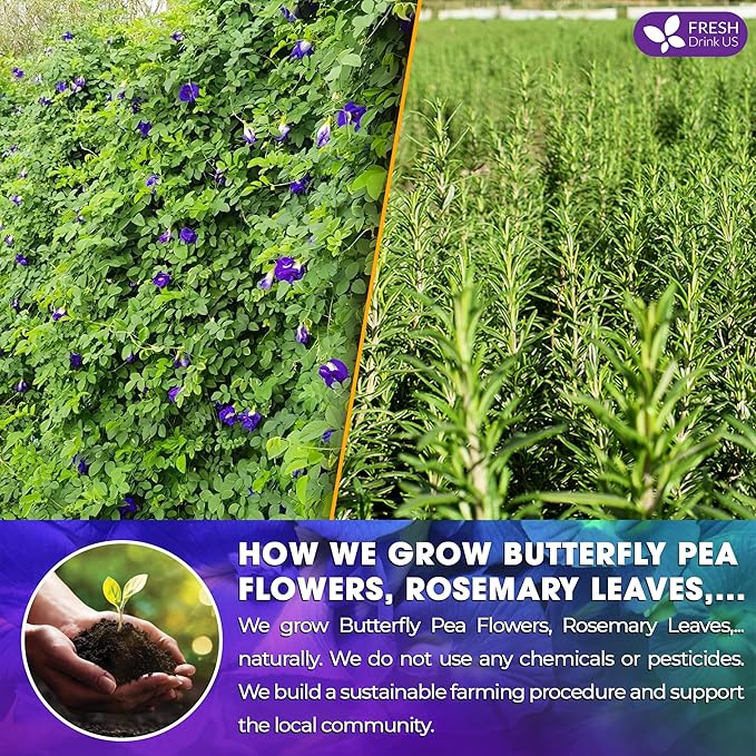 FreshDrinkUS, Clarity Calm Butterfly Pea Flower Tea – 60 Tea Bags Herbal Blend of Butterfly Pea Flower, Rosemary, Moringa, Lemongrass & Licorice Root – Caffeine-Free. Sugar-Free. Gluten-Free. Vegan - Bloomnest