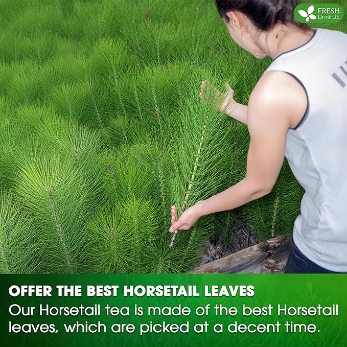 FreshDrinkUS, Premium 30 Horsetail Leaf Tea Bags, 100% Natural & Pure from Horsetail Loose Leaves Herbal Tea. Made with Natural Material Tea Bags. No Sugar, No Caffeine, No Gluten, Vegan. - Bloomnest