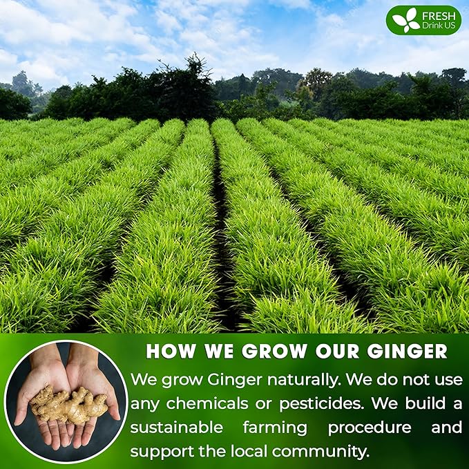 FreshDrinkUS, 150 Premium Ginger Tea Bags, Non GMO, 100% Natural & Pure from Ginger Root, Root Herbal Tea. No Sugar, No Caffeine, No Gluten, Vegan. Support Stronger Digestion, Pleasantly Spicy & Warming - Bloomnest