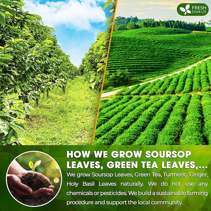 FreshDrinkUS, Premium 75 Tea Bags Soursop Green Tea, 100% Natural & Proprietary Blend from Soursop Leaves and Green Tea. Smooth Flavor. Made with Eco-Conscious Tea Bags. No Additives No Sugar, Vegan. - Bloomnest