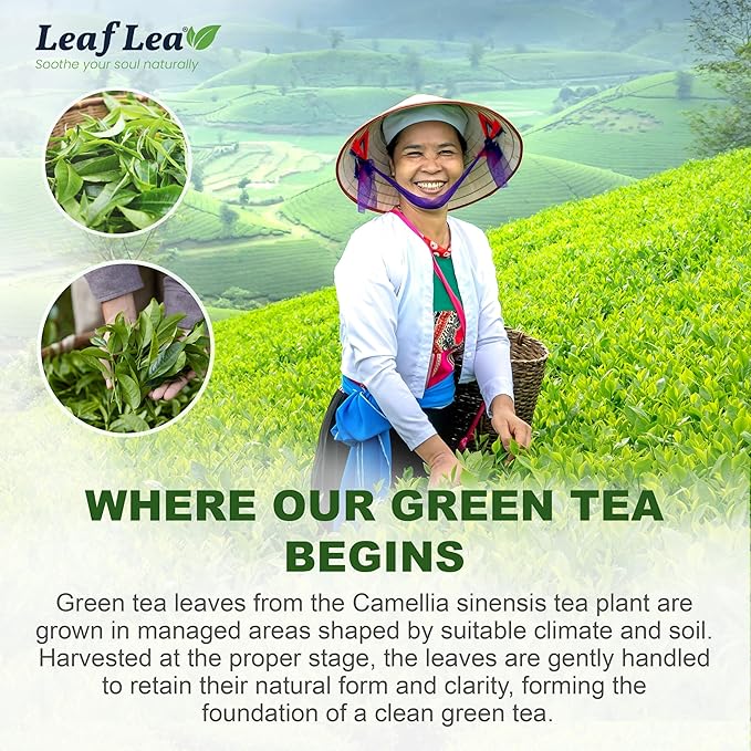 LeafLea 80 Premium Green Tea Bags, Pure Green Tea Leaves, Bright & Mild Flavor with Caffeine, Daily Wellness and Naturally Uplifting, Sugar-Free, Non-GMO, Vegan, Individually Wrapped (2 Pack) - Bloomnest
