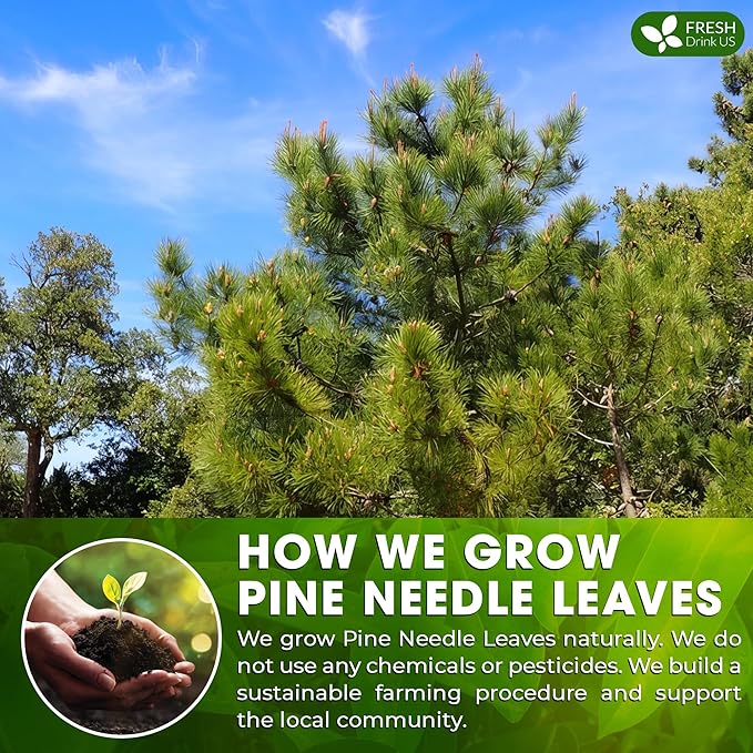 FreshDrinkUS, Pine Needle Tea Bags – 75 Tea Bags, Naturally Caffeine-Free, Refreshing Herbal Tea, Wild-Harvested Pine Leaves, Aromatic and Soothing – Non-GMO & Eco-Friendly Packaging - Bloomnest